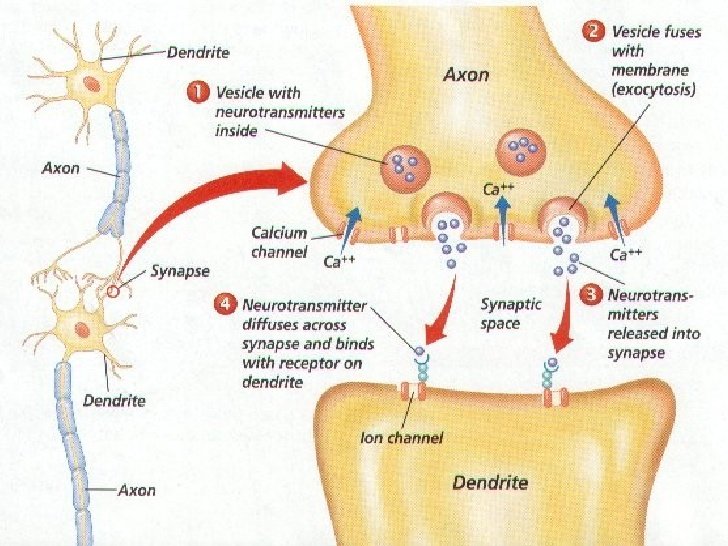 02-centralnervoussystemppt692-30-728.jpg