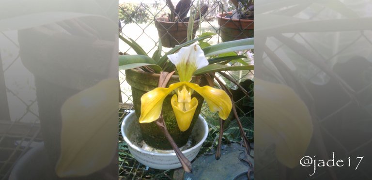 orquidea amarilla.jpg