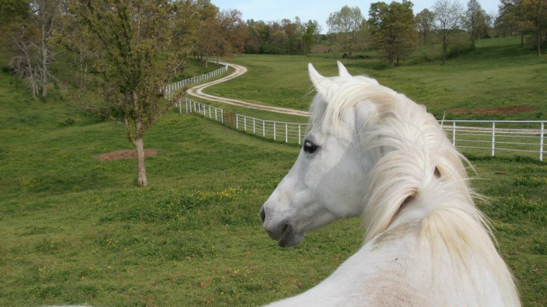 180519_pudgies-horse-farm-06_800x450.png