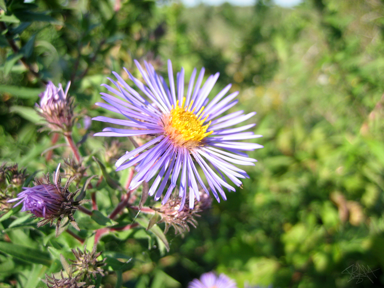 Purple-Flowers.png