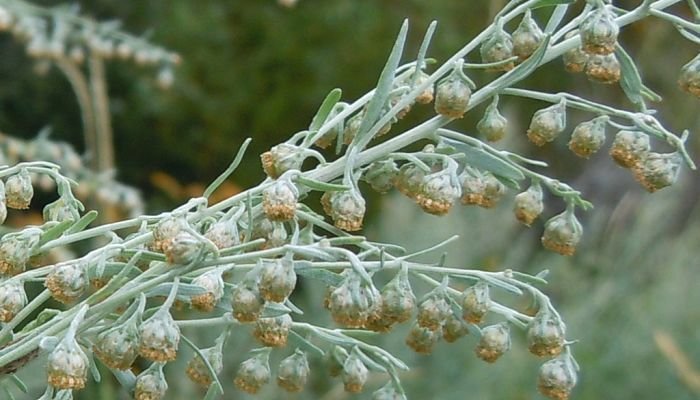 wormwood-herbal-medicine-img.jpg