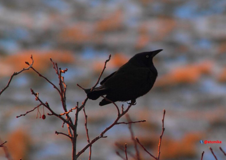 common grackle PFW22-sa0014.JPG