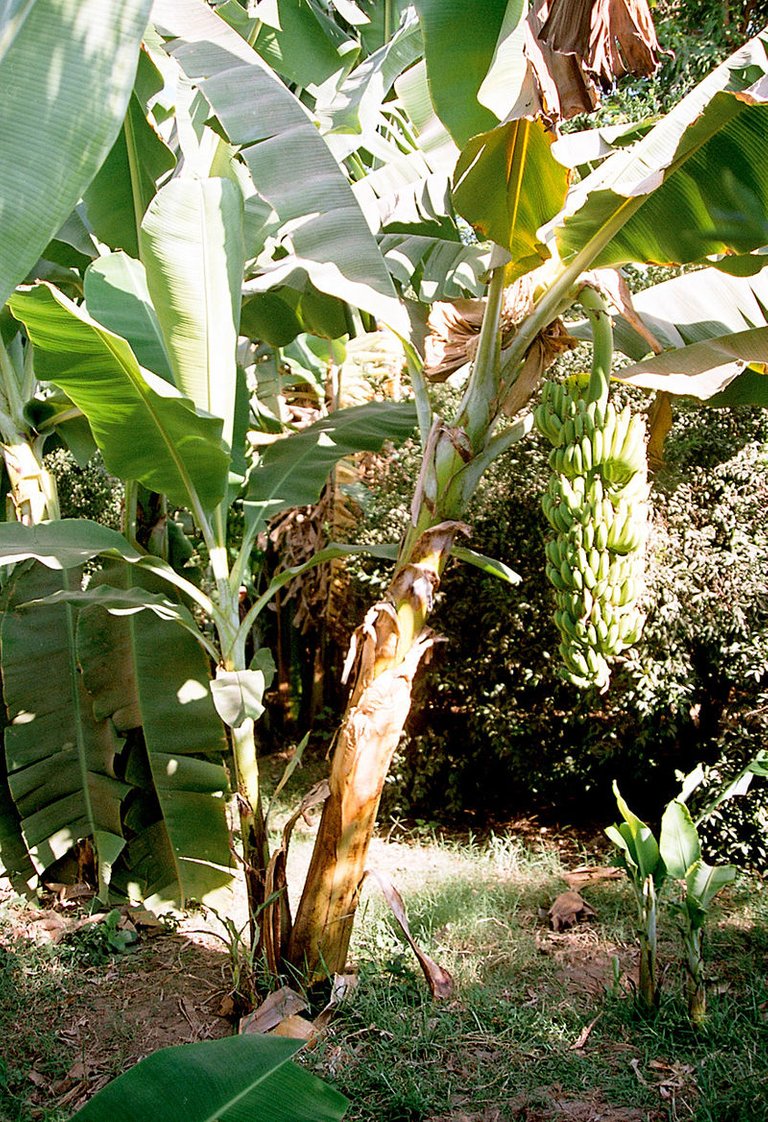800px-Luxor,_Banana_Island,_Banana_Tree,_Egypt,_Oct_2004.jpg