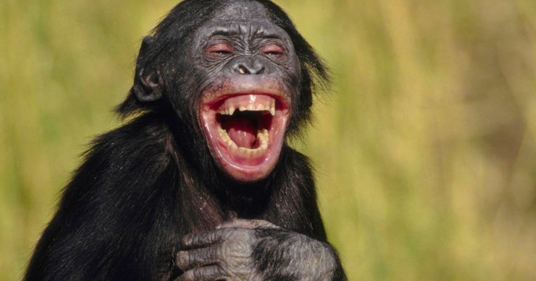 Young-bonobo-laughing.jpg