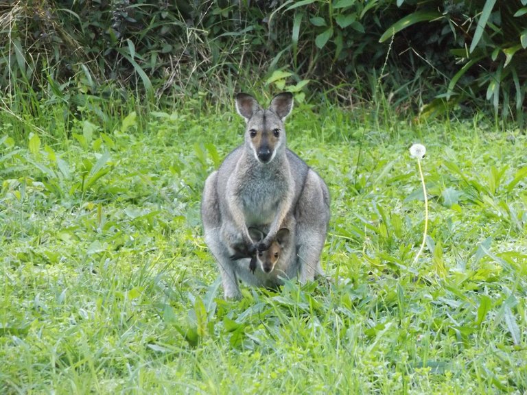 wallaby.jpg