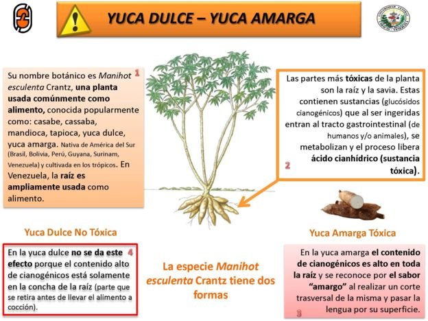 YUCA AMARGA.jpg