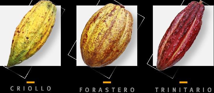 tipos de cacao.jpg