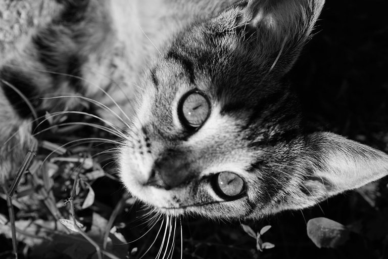 cat black white1.jpg