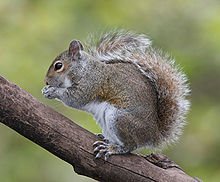 220px-Eastern_Grey_Squirrel.jpg