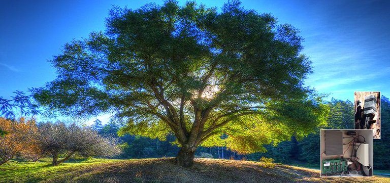 tree-research-phase-2-with-sensor.jpg