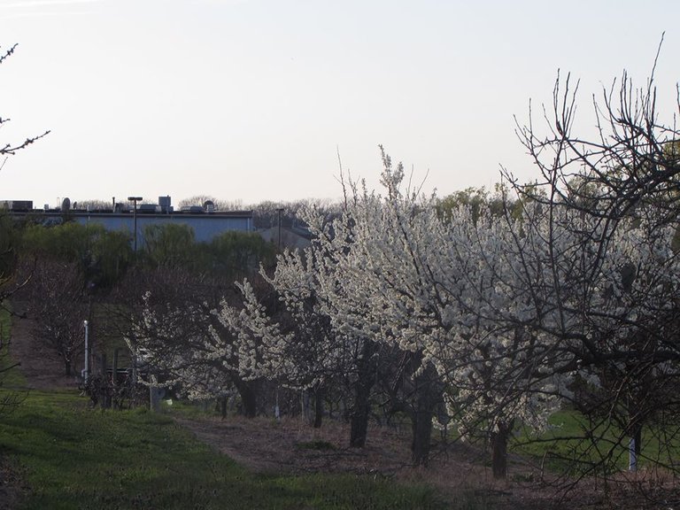 primavera en casa 8.jpg