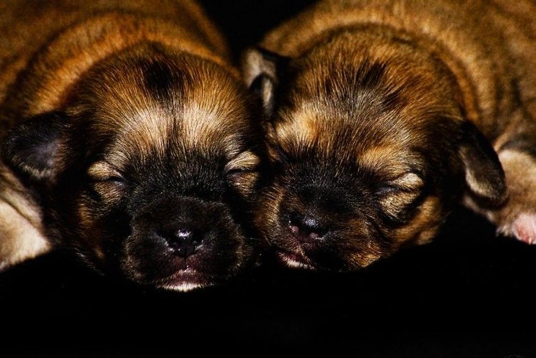 Puppies7-899x600.jpg