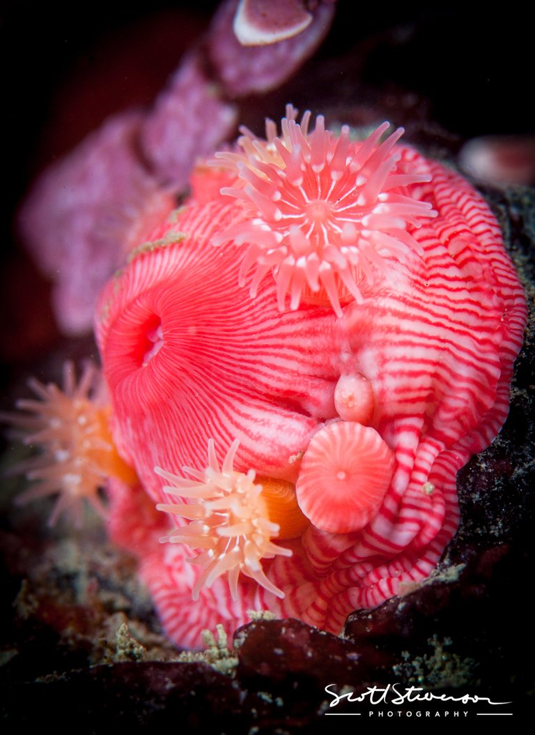 Proliferating Anemones-1.jpg