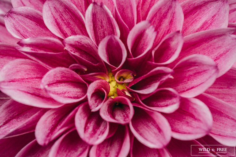 Macro flower.jpg