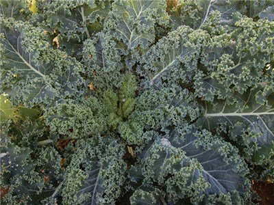 Kale-Blue-Curled-Scotch-IMG_3312.jpg