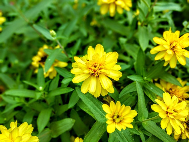 flower-yellow.jpg