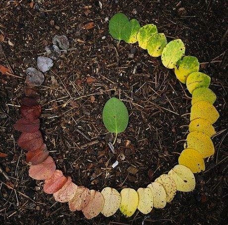 andy-goldsworthy-leaves.jpg