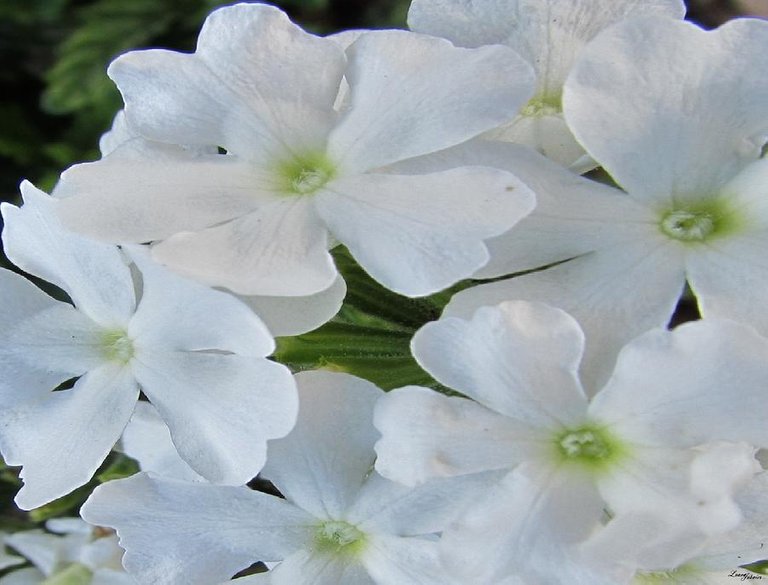 white-flowers-pretty-flowers-luana-juknies.jpg