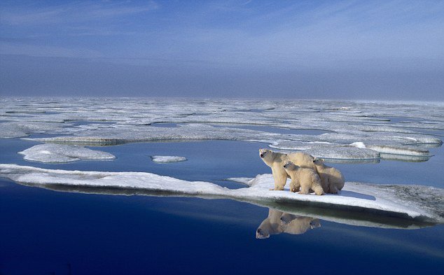 familia-osos-polares-placa-hielo.jpg