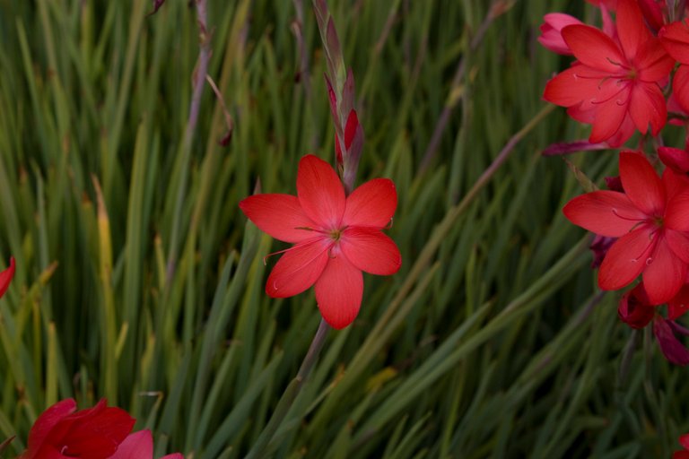 Deep Red Flower.jpg