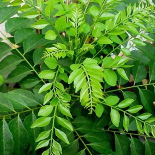 curry-leaf-tree-uses.jpg