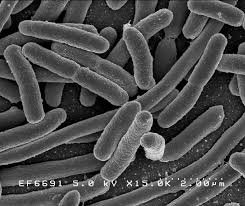 Gut bacteria.jpg