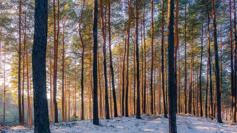 Light in the woods_DSC4655_1000px.jpg