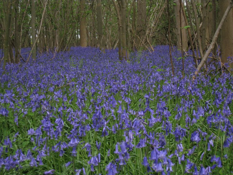 bluebells.JPG