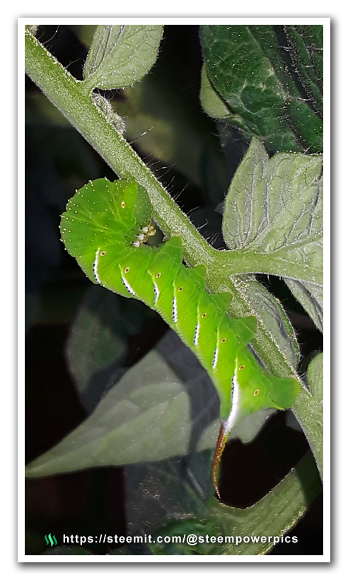 Tomato-Hornworms-02-SteemPowerPics.png