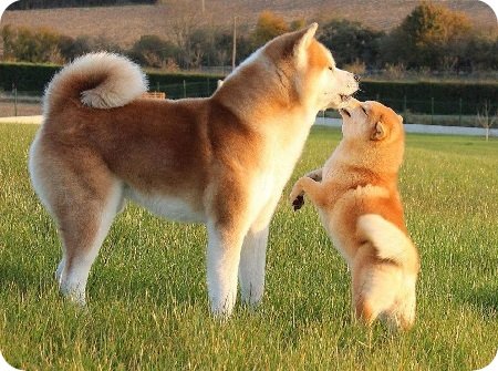 Características-Del-Akita-Inu.jpg