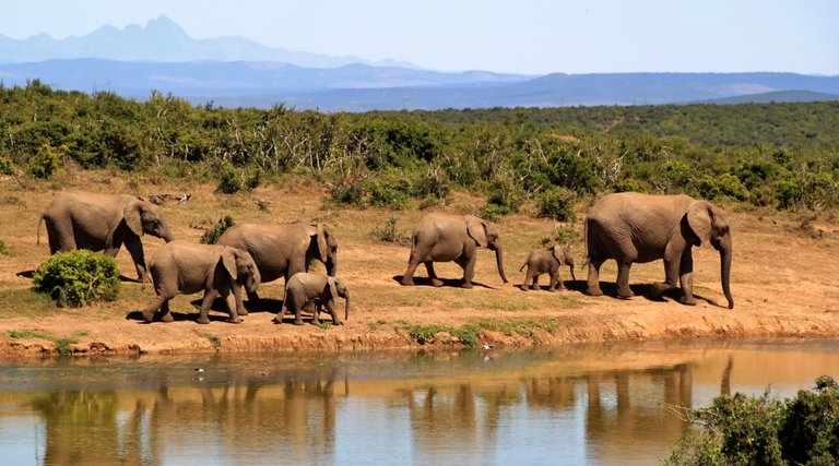 elephant-herd-of-elephants-african-bush-elephant-africa-59989 (1).jpeg