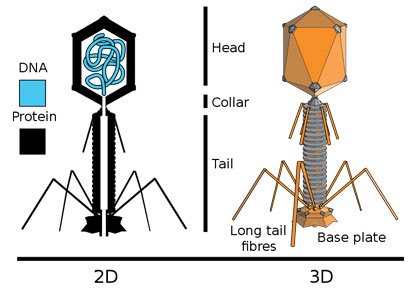 800px-Tevenphage-.jpg