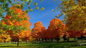 trees_park_autumn_grass_leaves_90983_300x168.jpg