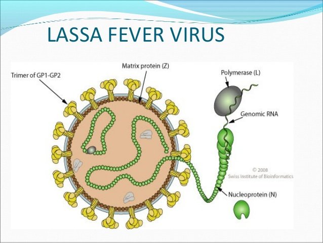 lassa-fever-virus.jpg