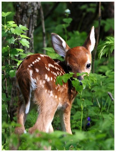 fawn deer.jpg