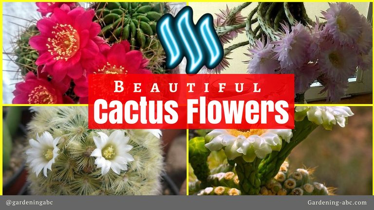 cactus flower.jpg