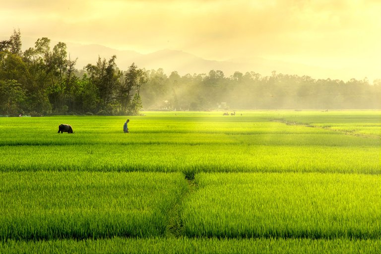 rice_field_01_by_garki-d3bjbd7.jpg