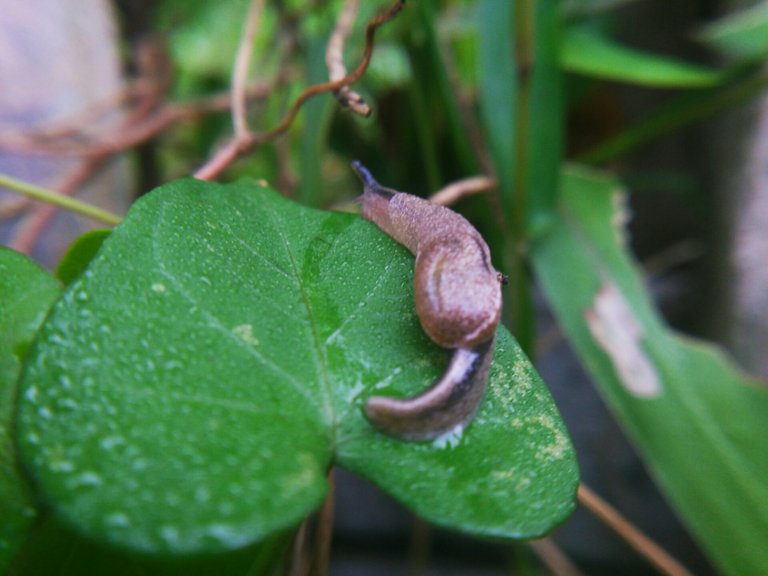 Baby Snails Bayi Siput Hive