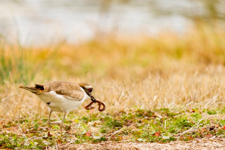 2-19-18_KillDeer-36.jpg