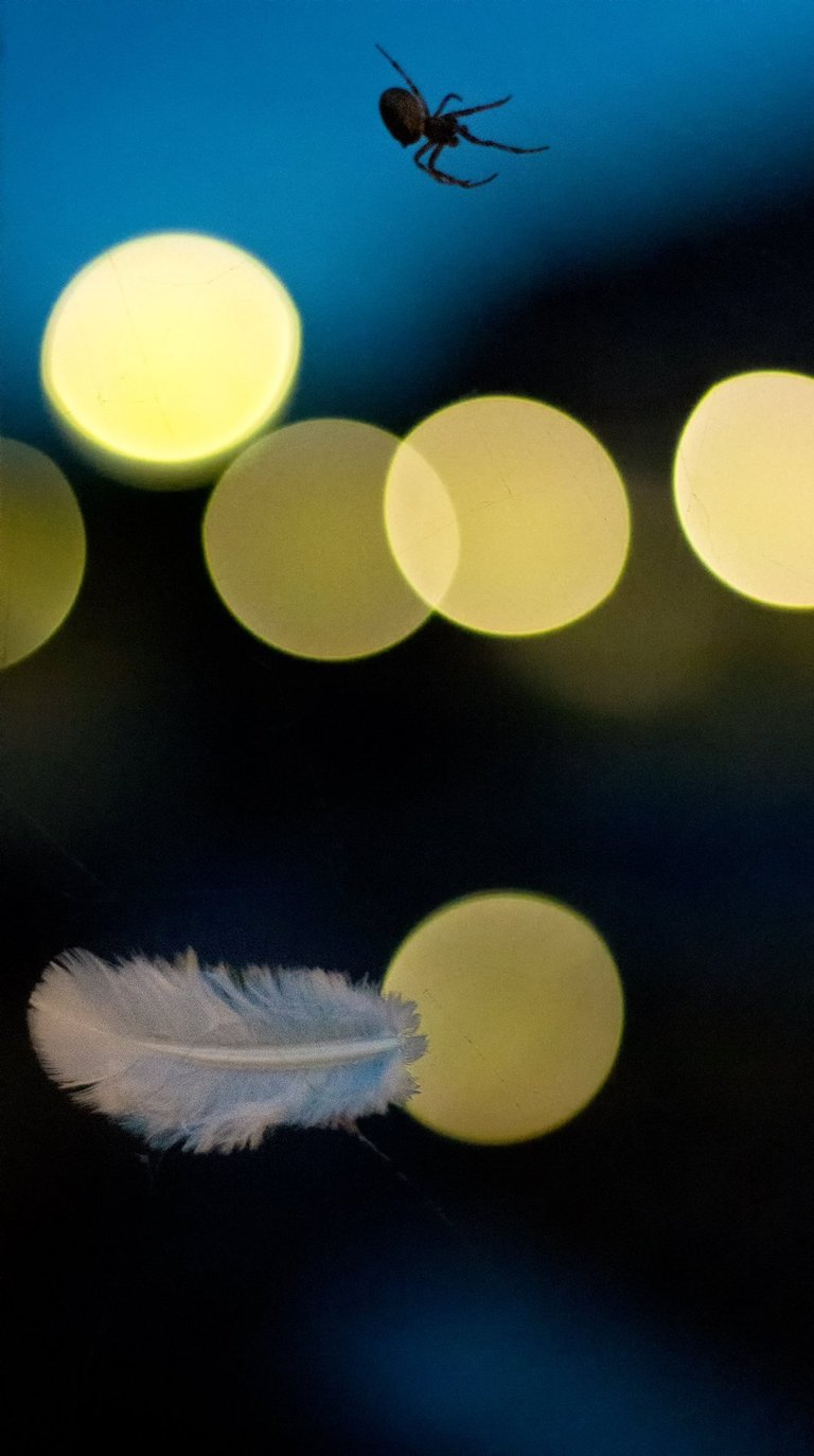 i caught an angel in my web STEEMIT.jpg