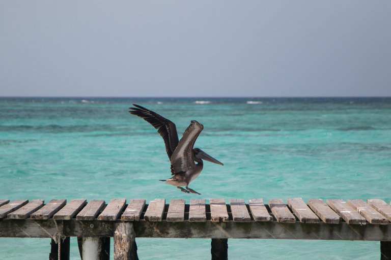 Pelican landing