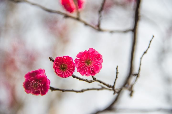 plum-blossom-2514631__480.jpg