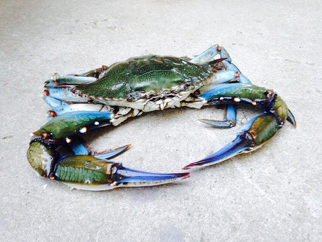 crab-1586519_640.jpg