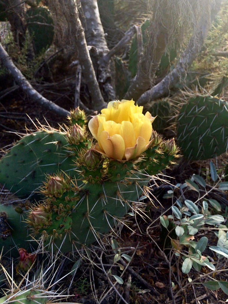 Steemit 35 Desert Flower.jpg