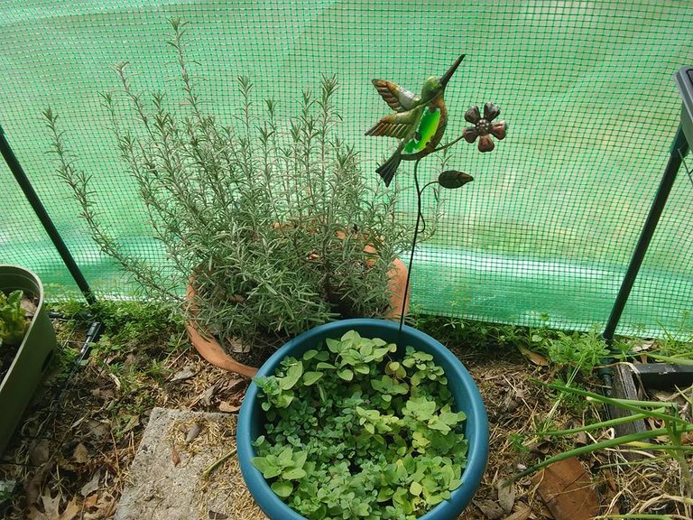 garden sprouts oregano rosemary.jpg