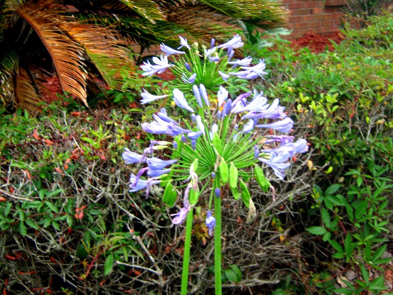 Purple flowers 005.JPG