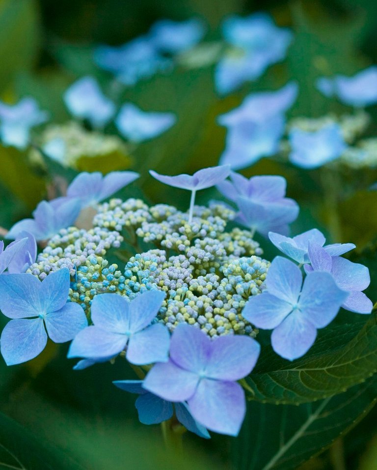 lets_dance_starlight_hydrangea_img_6510.jpg