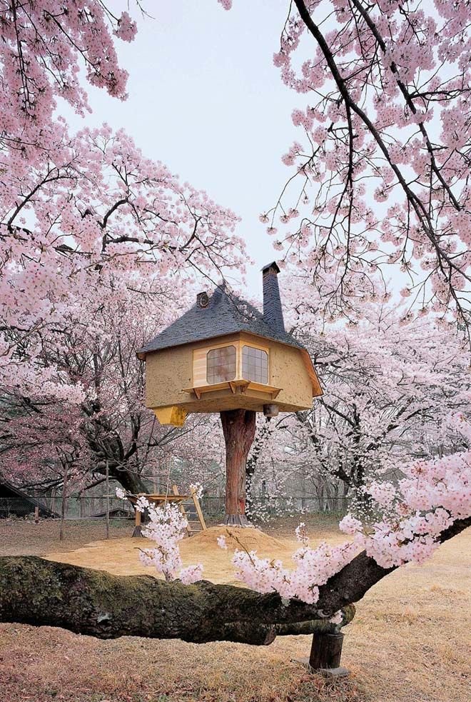 1-tree-house.jpg