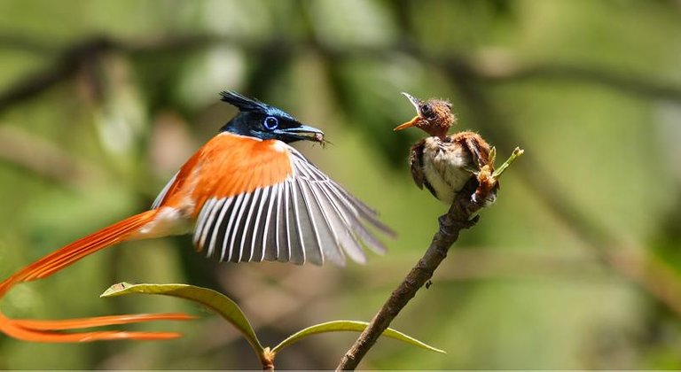 slagala-bird-sanctuaries.jpg