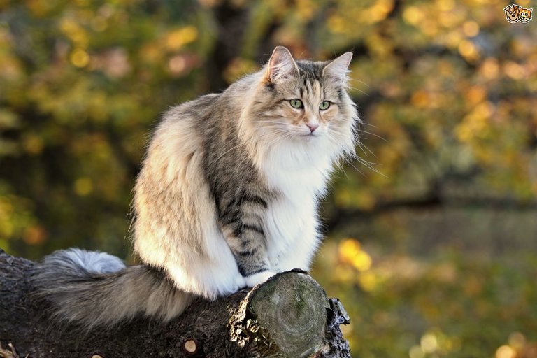 siberian-forest-cat-or-norwegian-forest-cat-which-is-best-for-you-591f0596ccdf0.jpg